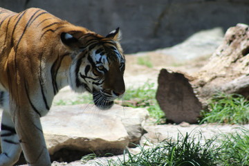 Canvas Print - a large bengal tiger