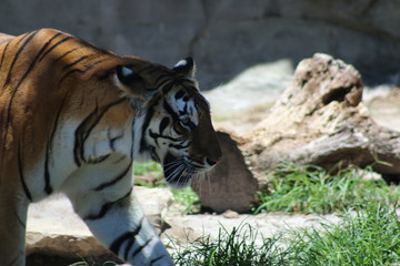 Canvas Print - a large bengal tiger