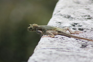 Canvas Print - a large agama lizard basking in the sun