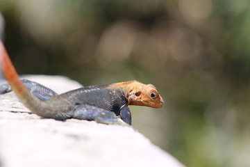 Sticker - a large agama lizard basking in the sun