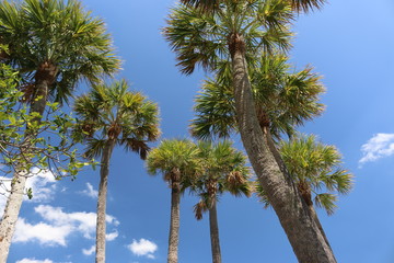 Poster - a palm tree