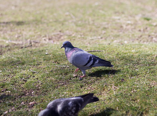 pigeons looking for food