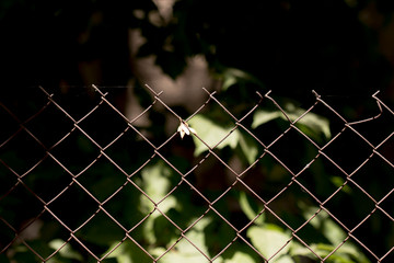 Green wire fence on background of green trees