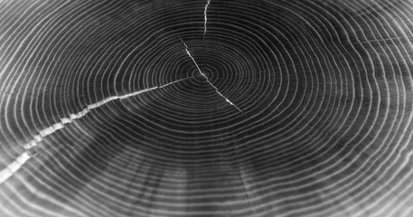 Wall Mural - detailed macro end grain ringed texture in neutral grayscale. smooth cracked wood textured tree ring
