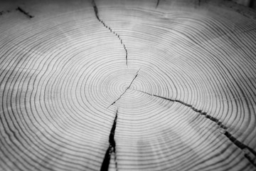 Wall Mural - detailed macro end grain ringed texture in neutral grayscale. smooth cracked wood textured tree ring