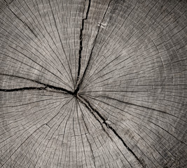 Wall Mural - detailed macro end grain ringed texture in neutral grayscale. smooth cracked wood textured tree ring