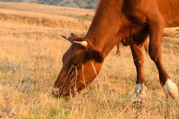 One brown cow graze grass in the middle of the steppe closeup