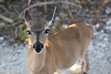 Wall Mural - a close up of a key deer