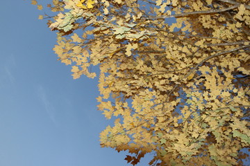 Sticker - fall foliage