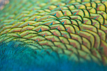  Beautiful peacock feathers for the background.