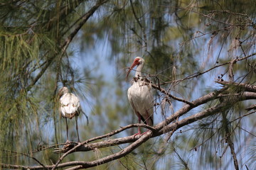 Wall Mural - an American white ibis