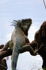 Wall Mural - a large green iguana