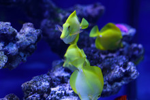 Many Beautiful Colored Yellow Fish In The Water. Underwater World