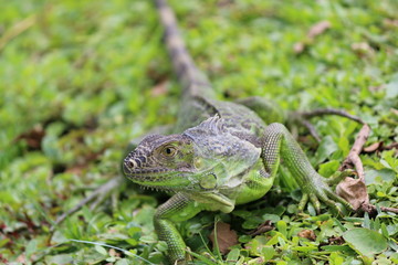 Canvas Print - a large green iguana