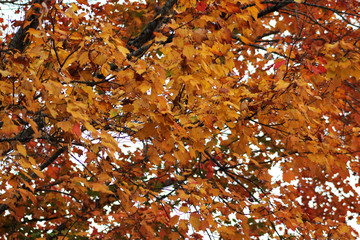 Sticker - fall foliage