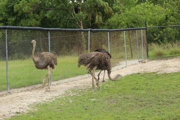 Wall Mural - a Large Ostrich