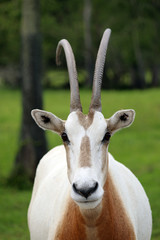 Wall Mural - scimitar-horned oryx