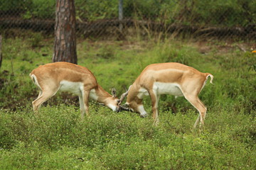 Poster - a springbok out in the wild