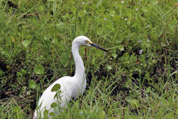 Poster - Snowy Egret