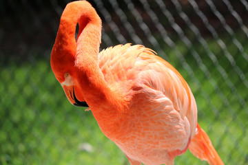 Sticker - a close up of a pink flamingo