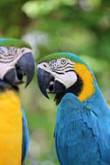 Canvas Print - a close up of a macaw