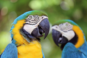 Sticker - Blue-and-Yellow Macaw