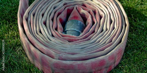 Fotografie, Obraz Coiled fire hose on a sunlit grassy ground