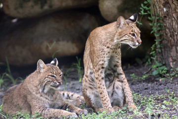 Canvas Print - bobcat