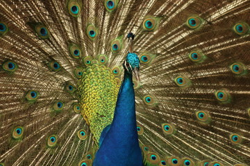 Canvas Print - a large peacock and feathers