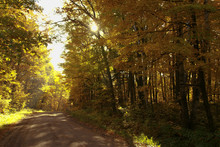 Gravel Road Surrounded By Tall Trees With Leaves Changing To Yellow In Fall By Hinckley MN