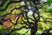Zen Tree Inside Mystery Shining Sun