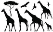Set of 5 giraffes silhouettes on white background. Giraffe vector illustrations.