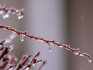 Wall Mural - Icicle on a tree branch