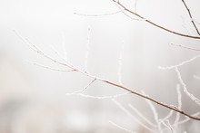 Thin Brown Tree Branches Covered In White Frost