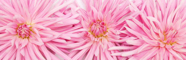 Wall Mural - dahlia