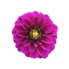 Wall Mural - dahlia