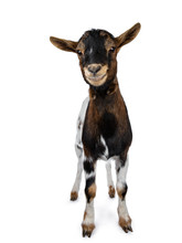 Funny Smiling White, Brown And Black Spotted Pygmy Goat Standing Front View Looking Curious To Camera With Tilted Head, Isolated On White Background