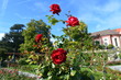 Rote Rosen im Rosengarten auf der Insel Mainau