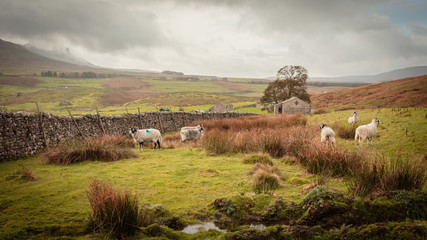 Wall Mural -  ribble valley, yorkshire dales 