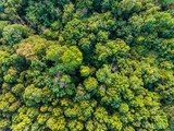 Fototapeta Las - aerial top view of green deciduous tropical forest in southeast asia
