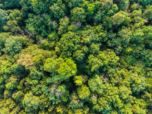 Green Tropical Deciduous Forest Aerial Above Shot Wide Angle