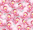 Seamless floral pattern. Chaotic arrangement of flowers. Pink orchid flower.