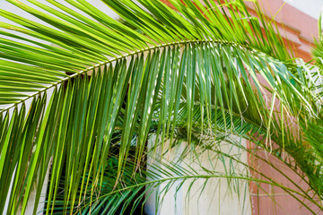 Fototapete - Closeup green palm leaf near building. Concept of tropic house plants.