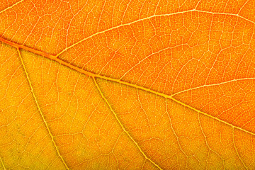 tree leaf nature background bright colors