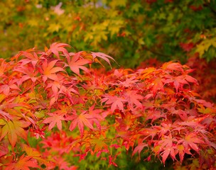 Red japanese maple leaves closeup with selective focus. Nature background.