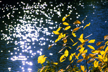 Wall Mural - Yellow autumn leaves on a branch against a background of blue water in a pond with sun highlights and bokeh