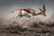 Fast Fleeing Springbok