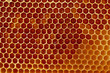 Apiculture - récolte du miel