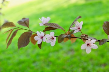 Wall Mural - pink flowers of a tree