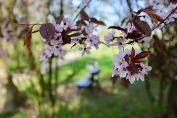 Wall Mural - blooming cherry tree in spring